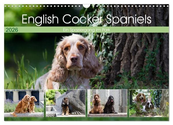 English Cocker Spaniels - Ein Spaziergang im Park (Wandkalender 2026 DIN A3 quer), CALVENDO Monatskalender