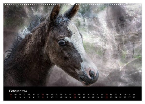Produktbild: Pferde zum Tr&auml;umen (Wandkalender 2026 DIN A2 quer), CALVENDO Monatskalender