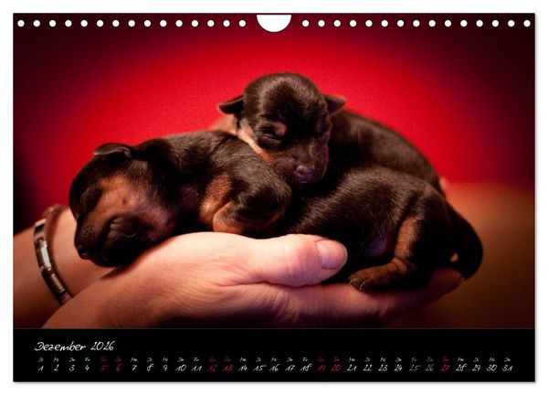 Produktbild: Australian Terrier Welpen (Wandkalender 2026 DIN A4 quer), CALVENDO Monatskalender