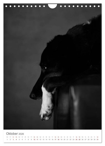 Produktbild: Fine Art Hundeportraits (Wandkalender 2026 DIN A4 hoch), CALVENDO Monatskalender