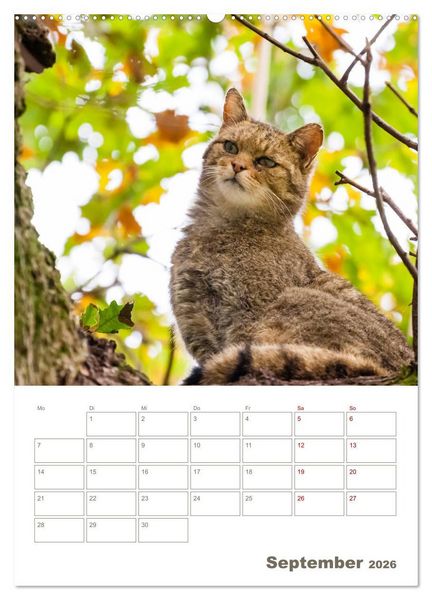 Produktbild: Europ&auml;ische Wildkatzen - Jahresplaner (hochwertiger Premium Wandkalender 2026 DIN A2 hoch), Kunstdruck in Hochglanz