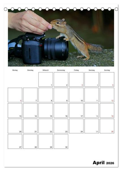 Produktbild: Streifenh&ouml;rnchen - neugierige Nager (Tischkalender 2026 DIN A5 hoch), CALVENDO Monatskalender