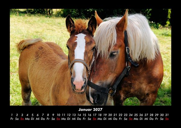 Produktbild: Pferde Kalender 2027 Fotokalender DIN A3