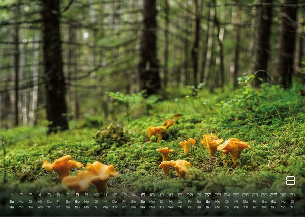 Produktbild: Wald - Erholung f&uuml;r Mensch und Tier - 2027 - Kalender DIN A3