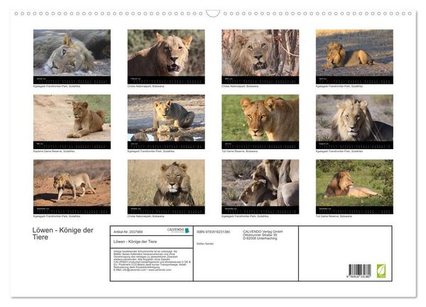 Produktbild: L&ouml;wen - K&ouml;nige der Tiere (Wandkalender 2026 DIN A2 quer), CALVENDO Monatskalender