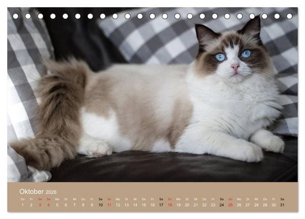 Produktbild: Verliebt in Ragdolls ... die sanfte Katzenrasse (Tischkalender 2026 DIN A5 quer), CALVENDO Monatskalender