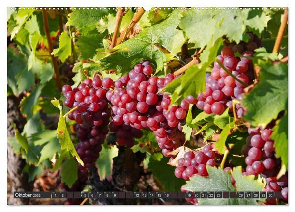 Produktbild: Elsass - Zwischen Rhein und Vogesen (hochwertiger Premium Wandkalender 2026 DIN A2 quer), Kunstdruck in Hochglanz