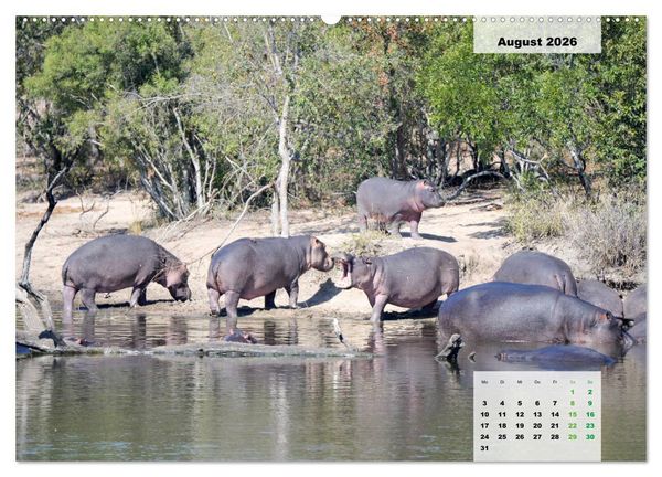 Produktbild: Nilpferde, Kolosse im Wasser (Wandkalender 2026 DIN A2 quer), CALVENDO Monatskalender