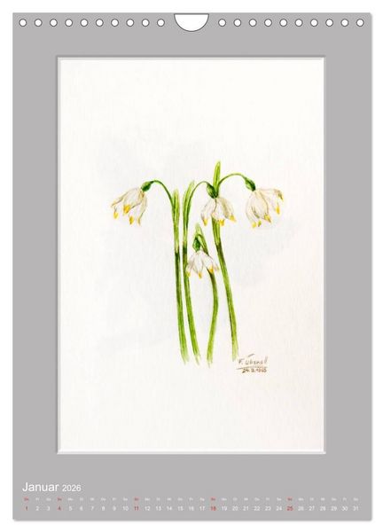 Produktbild: Alpenblumen Aquarelle aus Tirol (Wandkalender 2026 DIN A4 hoch), CALVENDO Monatskalender