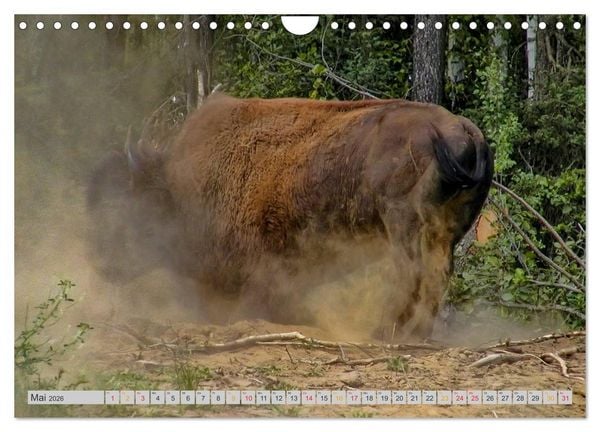 Produktbild: Bison und Wisent - Riesen mit unb&auml;ndiger Kraft (Wandkalender 2026 DIN A4 quer), CALVENDO Monatskalender
