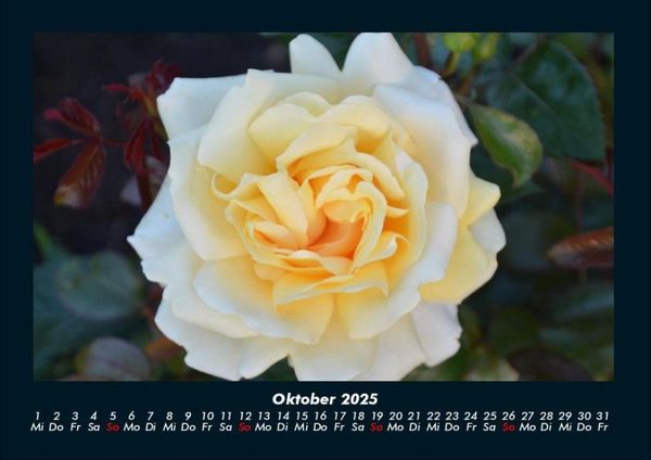 Produktbild: Rosentraum 2025 Fotokalender DIN A4
