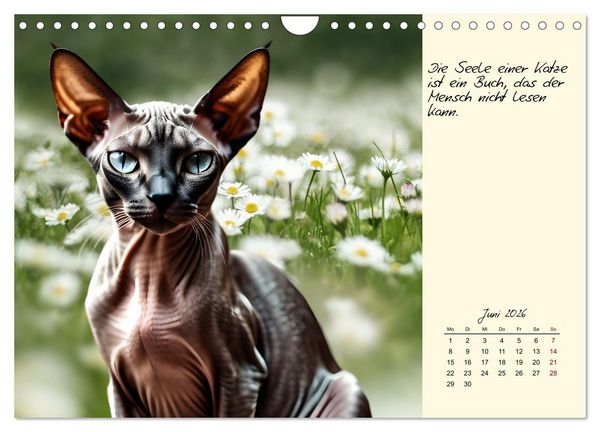 Produktbild: Katzen - Charakter und Sch&ouml;nheit (Wandkalender 2026 DIN A4 quer), CALVENDO Monatskalender