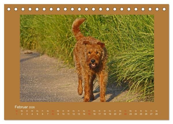 Produktbild: Kelly, der Irish Terrier - innen und au&szlig;en aus Gold (Tischkalender 2026 DIN A5 quer), CALVENDO Monatskalender