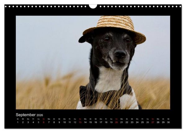 Produktbild: Jack Russell Terrier.....Ein Verwandlungsk&uuml;nstler namens Jake (Wandkalender 2026 DIN A3 quer), CALVENDO Monatskalender