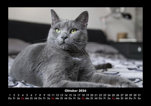 Produktbild: Katzen 2026 Fotokalender DIN A3