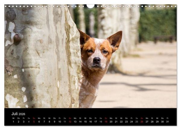 Produktbild: Australian Cattle Dogs zwischen Kunst und Kultur (Wandkalender 2026 DIN A3 quer), CALVENDO Monatskalender