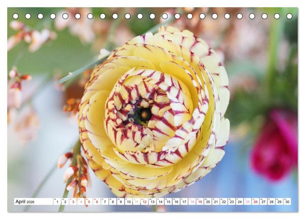 Produktbild: Blumenpracht - Bl&uuml;ten und Str&auml;u&szlig;e (Tischkalender 2026 DIN A5 quer), CALVENDO Monatskalender