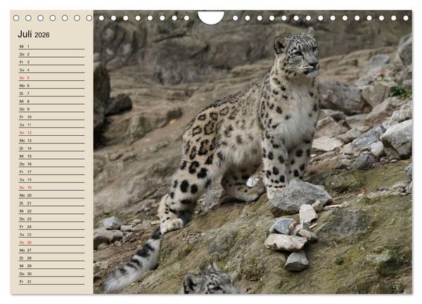 Produktbild: Schneeleoparden. Geschmeidige Gebirgsj&auml;ger (Wandkalender 2026 DIN A4 quer), CALVENDO Monatskalender