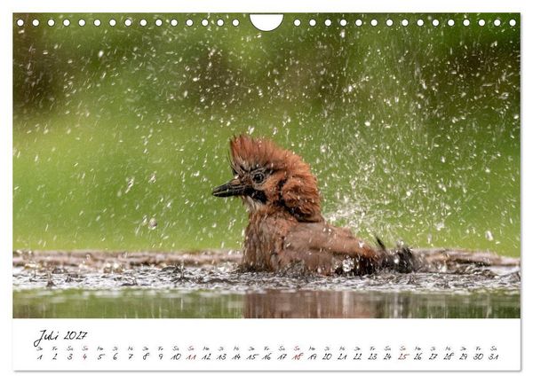 Produktbild: Heimische Vogelwelt (Wandkalender 2027 DIN A4 quer), CALVENDO Monatskalender