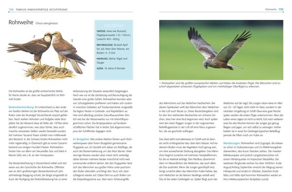 Produktbild: Das BLV Handbuch V&ouml;gel