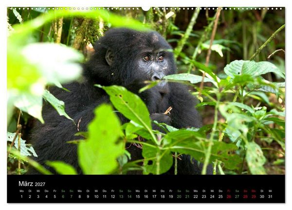 Produktbild: Ugandas friedliche Berggorillas (Wandkalender 2027 DIN A2 quer), CALVENDO Monatskalender
