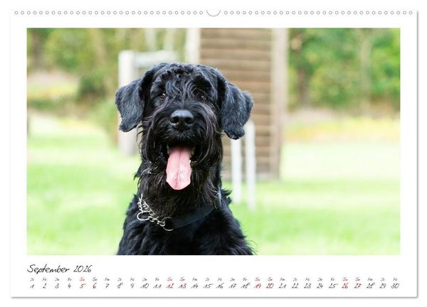 Produktbild: Riesenschnauzer - Treue Partner (hochwertiger Premium Wandkalender 2026 DIN A2 quer), Kunstdruck in Hochglanz