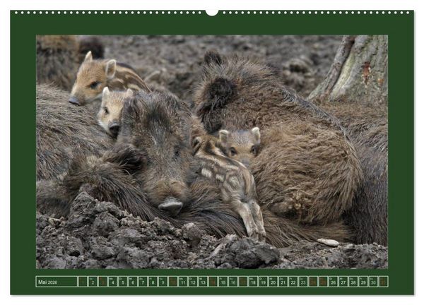 Produktbild: Schweinkram - Die Wildschweine sind los (hochwertiger Premium Wandkalender 2026 DIN A2 quer), Kunstdruck in Hochglanz