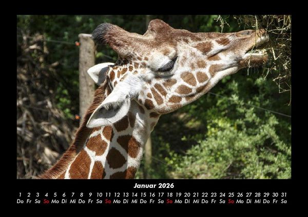 Produktbild: Tierkalender 2026 Fotokalender DIN A3