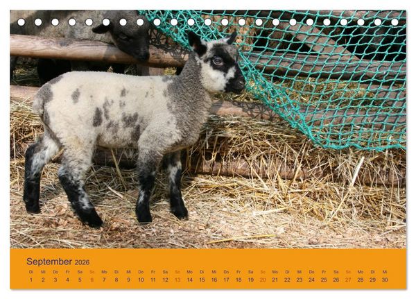 Produktbild: Shropshire Schafe (Tischkalender 2026 DIN A5 quer), CALVENDO Monatskalender