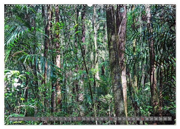 Produktbild: Im Regenwald von Borneo (Wandkalender 2026 DIN A2 quer), CALVENDO Monatskalender