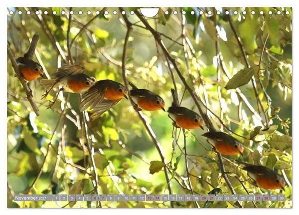 Produktbild: V&ouml;gel im Fluge - Ocells en vol (Wandkalender 2027 DIN A4 quer), CALVENDO Monatskalender