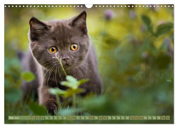 Produktbild: Kittens - Britisch Kurzhaar Katzenkinder (Wandkalender 2026 DIN A3 quer), CALVENDO Monatskalender