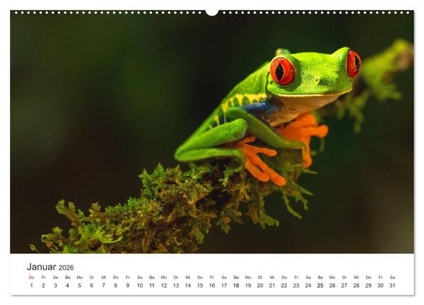 Produktbild: Costa Rica - exotische Tierwelt und unber&uuml;hrte Natur (Wandkalender 2026 DIN A2 quer), CALVENDO Monatskalender