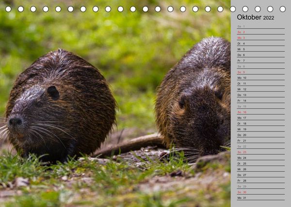 Produktbild: Nutrias (Myocastor coypus) (Tischkalender 2022 DIN A5 quer)