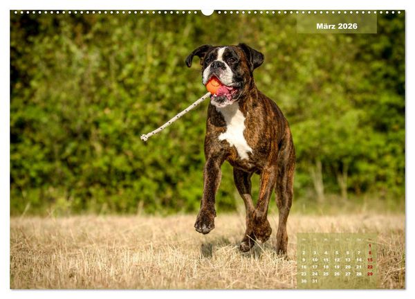 Produktbild: Einmal Boxer - immer Boxer (hochwertiger Premium Wandkalender 2026 DIN A2 quer), Kunstdruck in Hochglanz