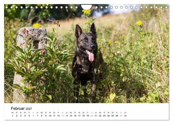 Produktbild: ausdrucksvolle Holl&auml;ndische Sch&auml;ferhunde (Wandkalender 2027 DIN A4 quer), CALVENDO Monatskalender