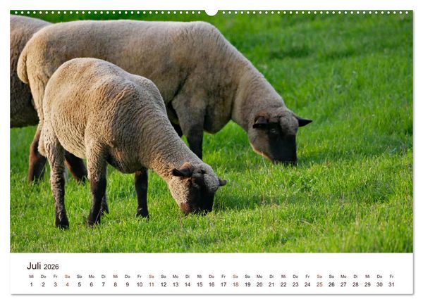 Produktbild: Sch&ouml;ne Schafe (Wandkalender 2026 DIN A2 quer), CALVENDO Monatskalender