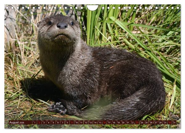 Produktbild: Otter. Frech, laut und clever (Wandkalender 2026 DIN A4 quer), CALVENDO Monatskalender