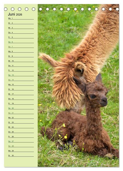 Produktbild: Alpakas zum Knuddeln gerne (Tischkalender 2026 DIN A5 hoch), CALVENDO Monatskalender
