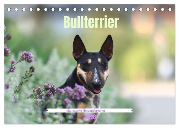 Bullterrier - charmante Herzensbrecher (Tischkalender 2026 DIN A5 quer), CALVENDO Monatskalender