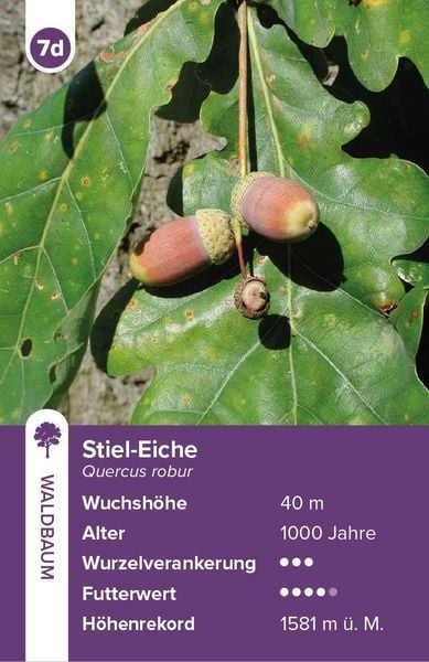 Produktbild: B&auml;ume &ndash; das Quartett-Spiel