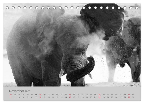 Produktbild: Die Seelen der wilden Tiere (Tischkalender 2026 DIN A5 quer), CALVENDO Monatskalender