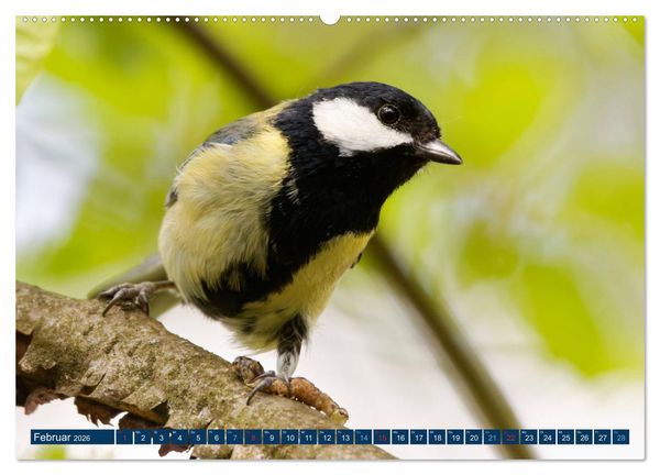 Produktbild: Kohlmeise - Fotografiert von Ostfriesenfotografie (Wandkalender 2026 DIN A2 quer), CALVENDO Monatskalender