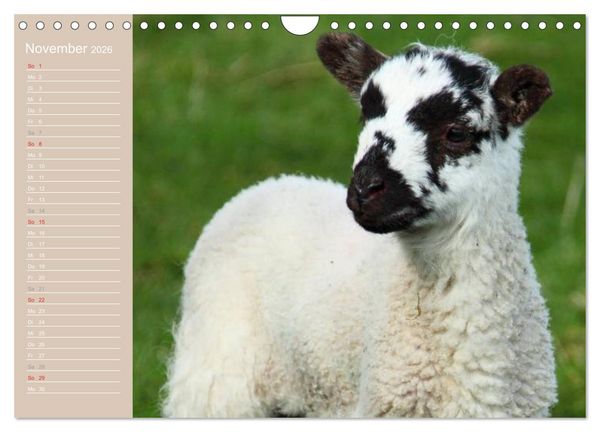 Produktbild: Schafe / Geburtstagskalender (Wandkalender 2026 DIN A4 quer), CALVENDO Monatskalender