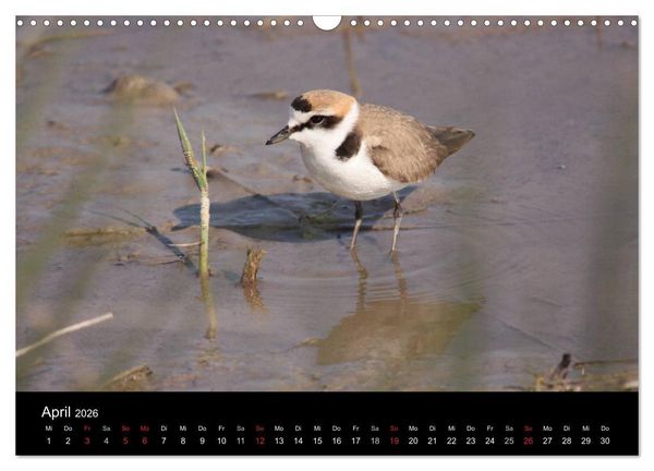 Produktbild: Limikolen Watv&ouml;gel auf dem Zug (Wandkalender 2026 DIN A3 quer), CALVENDO Monatskalender