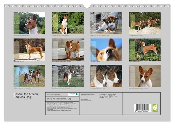 Produktbild: Basenji the African Barkless Dog (Wall Calendar 2027 DIN A3 landscape), CALVENDO 12 Month Wall Calendar