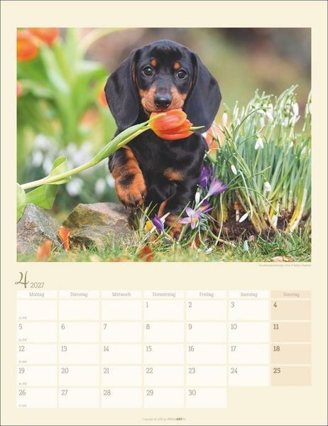 Produktbild: Dackel Kalender 2027