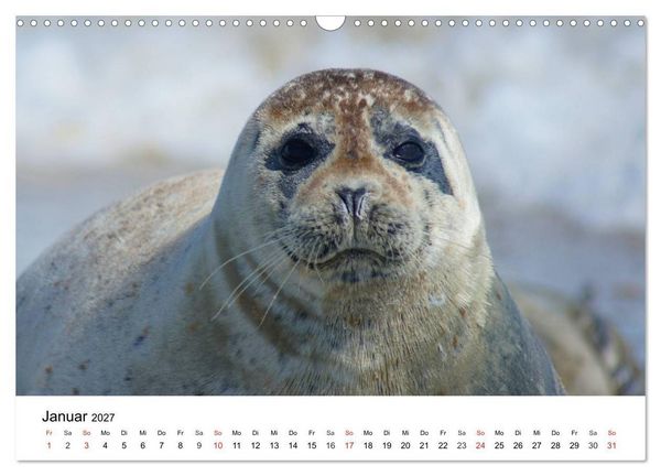 Produktbild: Das Leben der Robben (Wandkalender 2027 DIN A3 quer), CALVENDO Monatskalender