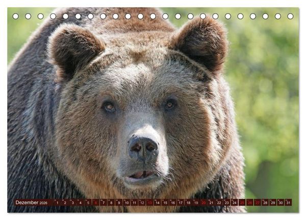 Produktbild: B&auml;ren. Kraftpakete auf leisen Sohlen (Tischkalender 2026 DIN A5 quer), CALVENDO Monatskalender
