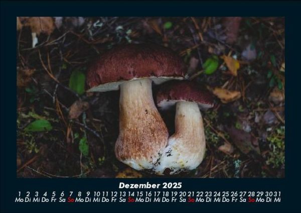 Produktbild: Pilzkalender 2025 Fotokalender DIN A5